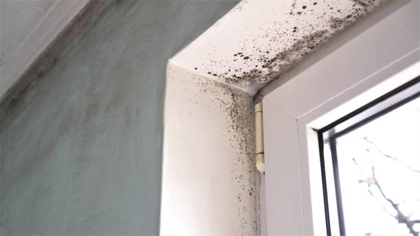 Environmental Consulting for Mold Prevention in Melrose, MA